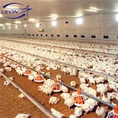 Tsis Siv Neeg Broiler Pem Teb Raising System