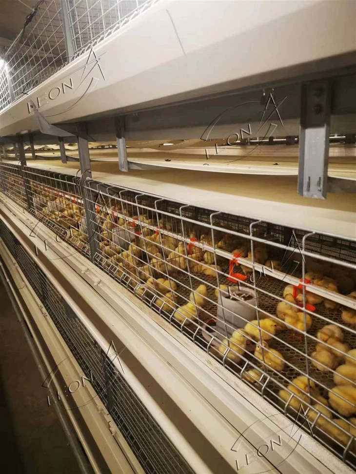 Fully Automatic Broiler Battery Cage Poultry Farm