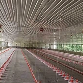Poultry Equipment for Chicken Farm