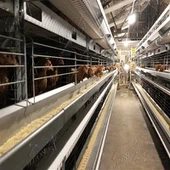 Tsis Siv Neeg H Hom Txheej Cage System