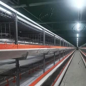 Broiler Cage System Tsis Siv Neeg