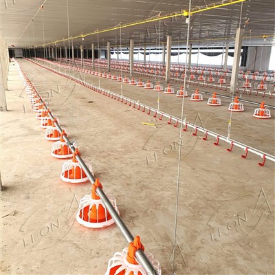 Lauj kaub pub mis rau qaib